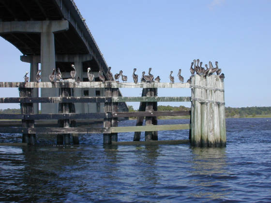 pelicansgeorgetown.jpg