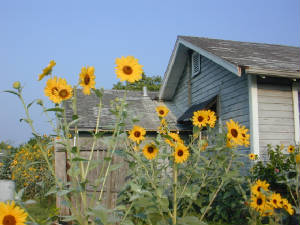 sunflowers172.jpg